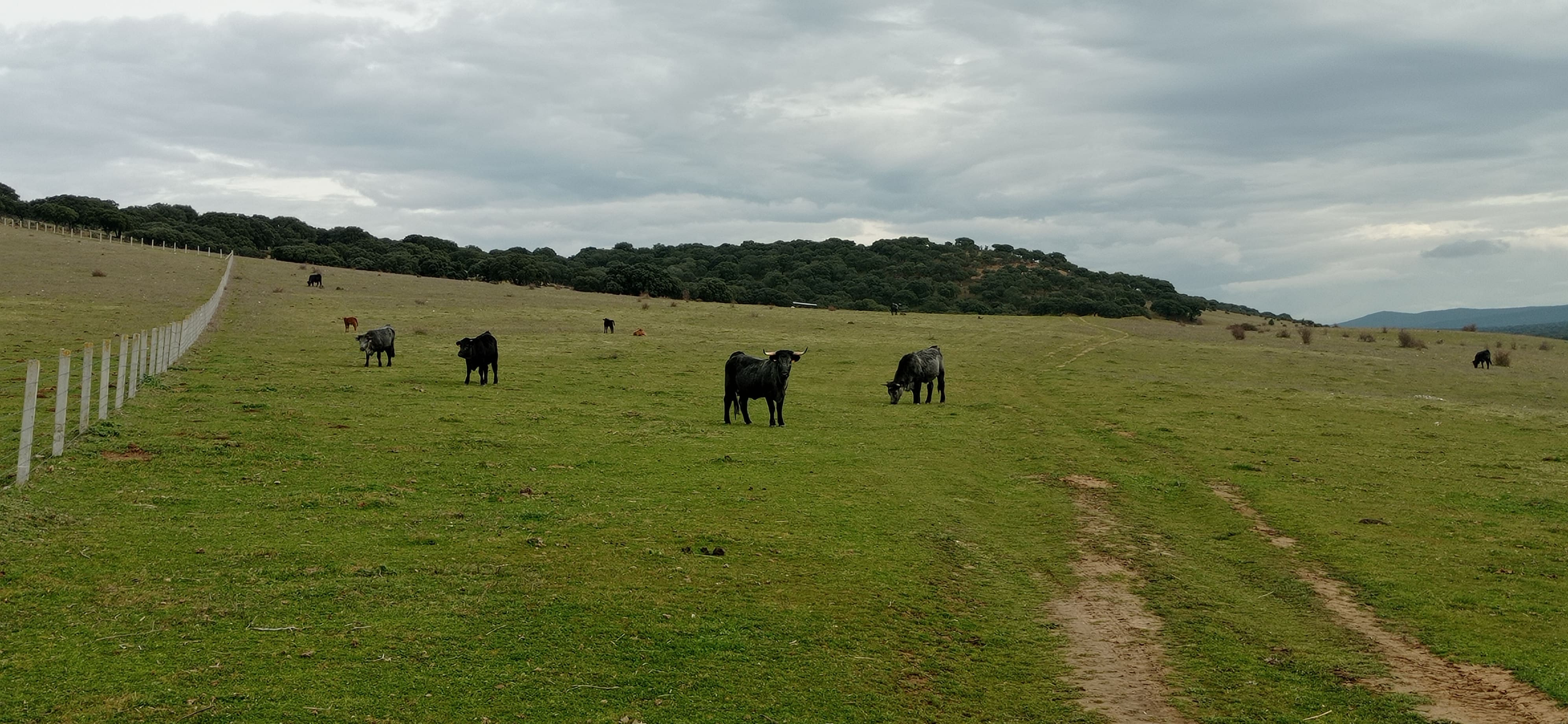 un pasto verde en donde se puede observar unas vacas.